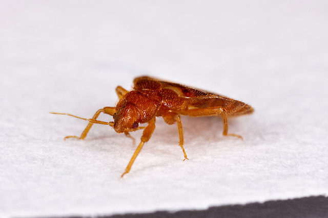 Side view of an adult Cimex lectularius bed bug on a light surface